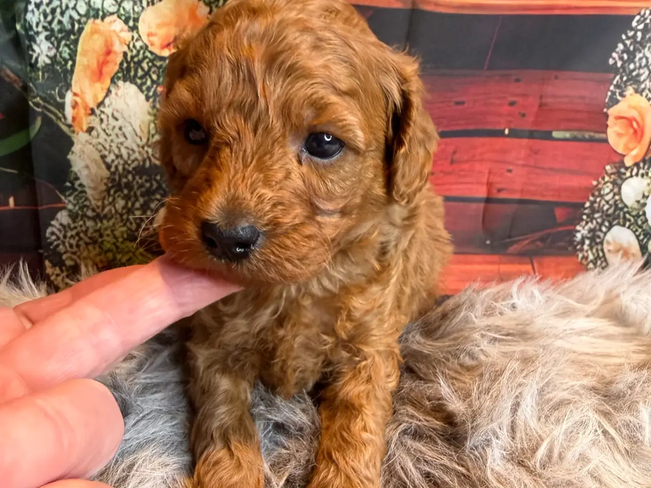 Billede 12 - 🐾❤️ Små Maltipoo-hvalpe – store hjerter ❤️🐾