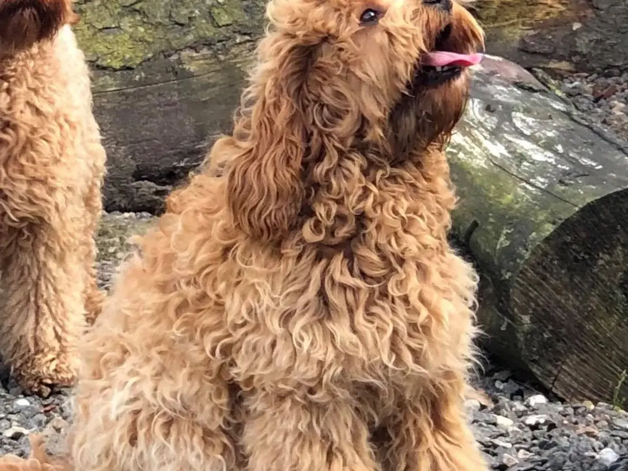 Billede 1 - Goldendoodle og andre doodler
