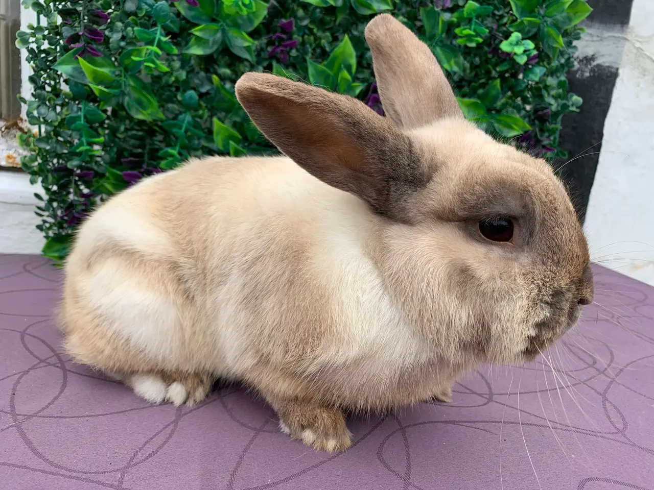 Billede 1 - Mini lop han kanin 2 år 