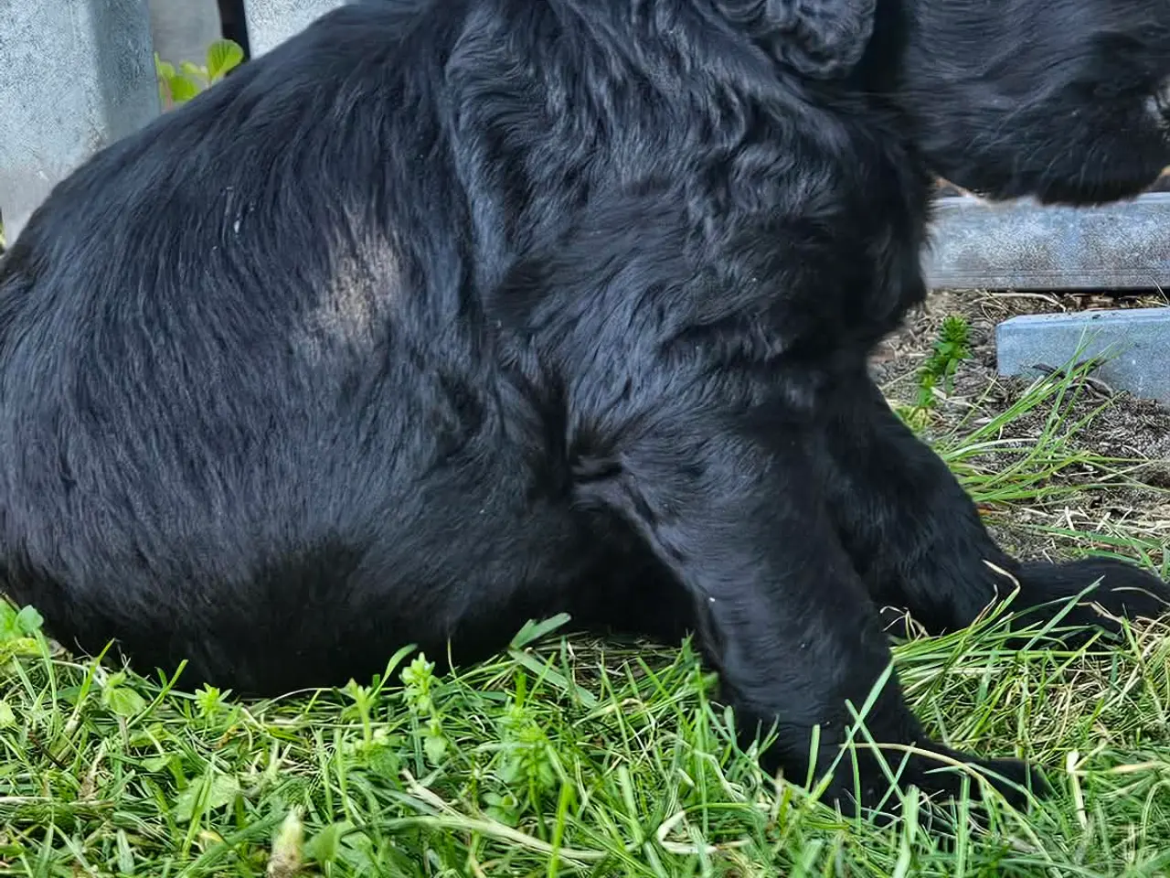 Billede 4 - Goldendoodle hvalpe