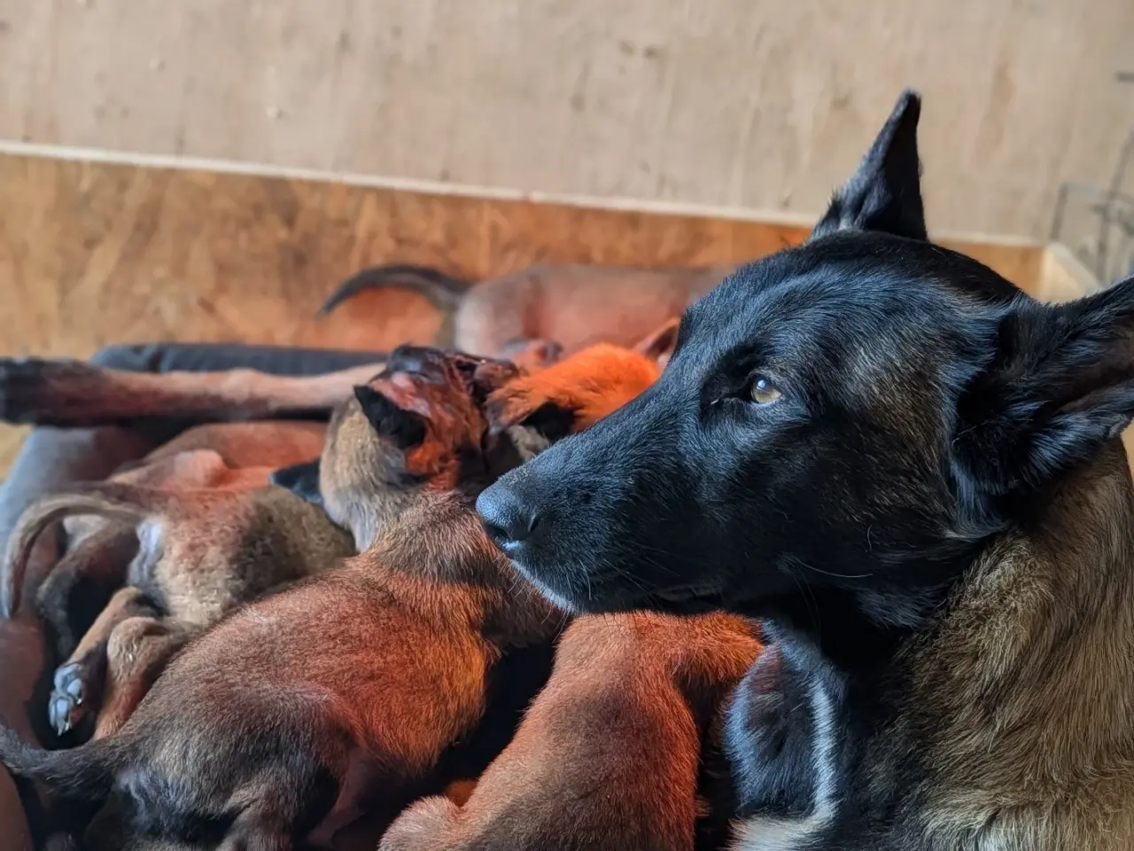 Billede 2 - 🐶 Belgisk Mallinois hvalpe 🐶