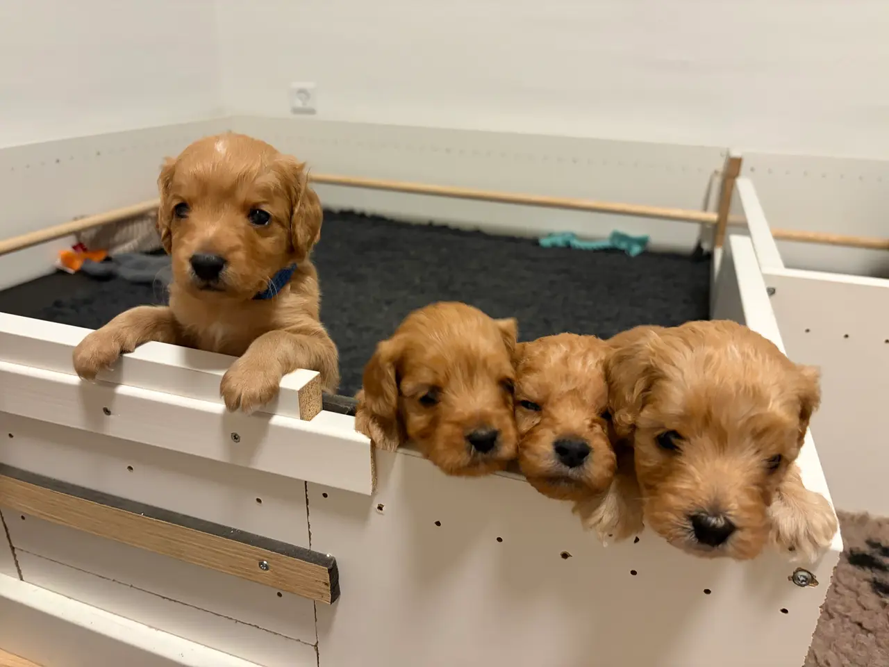 Billede 11 - Doodle hundehvalpe til salg🐶