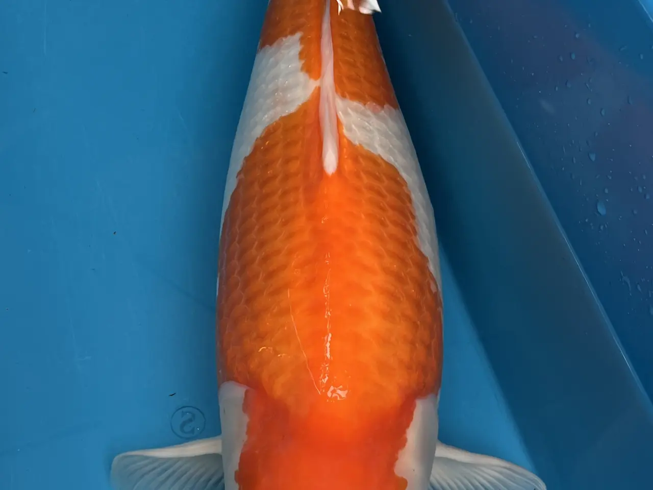Billede 1 - Kuhaku på 65 cm+