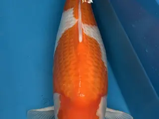 Kuhaku på 65 cm+
