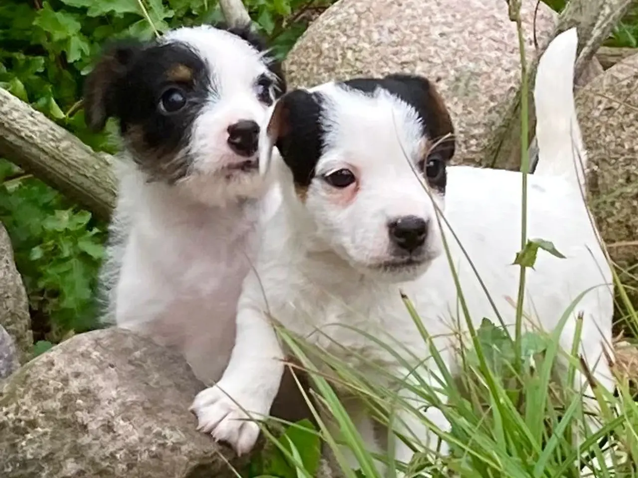 Billede 1 - Parson Jack Russell tævehvalpe født 13/7 2026