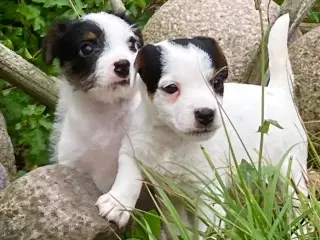 Parson Jack Russell tævehvalpe født 13/7 2026