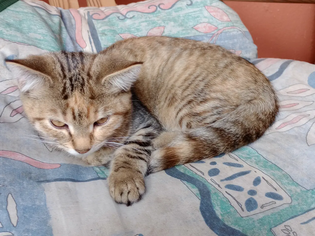 Billede 5 - Katte killinger