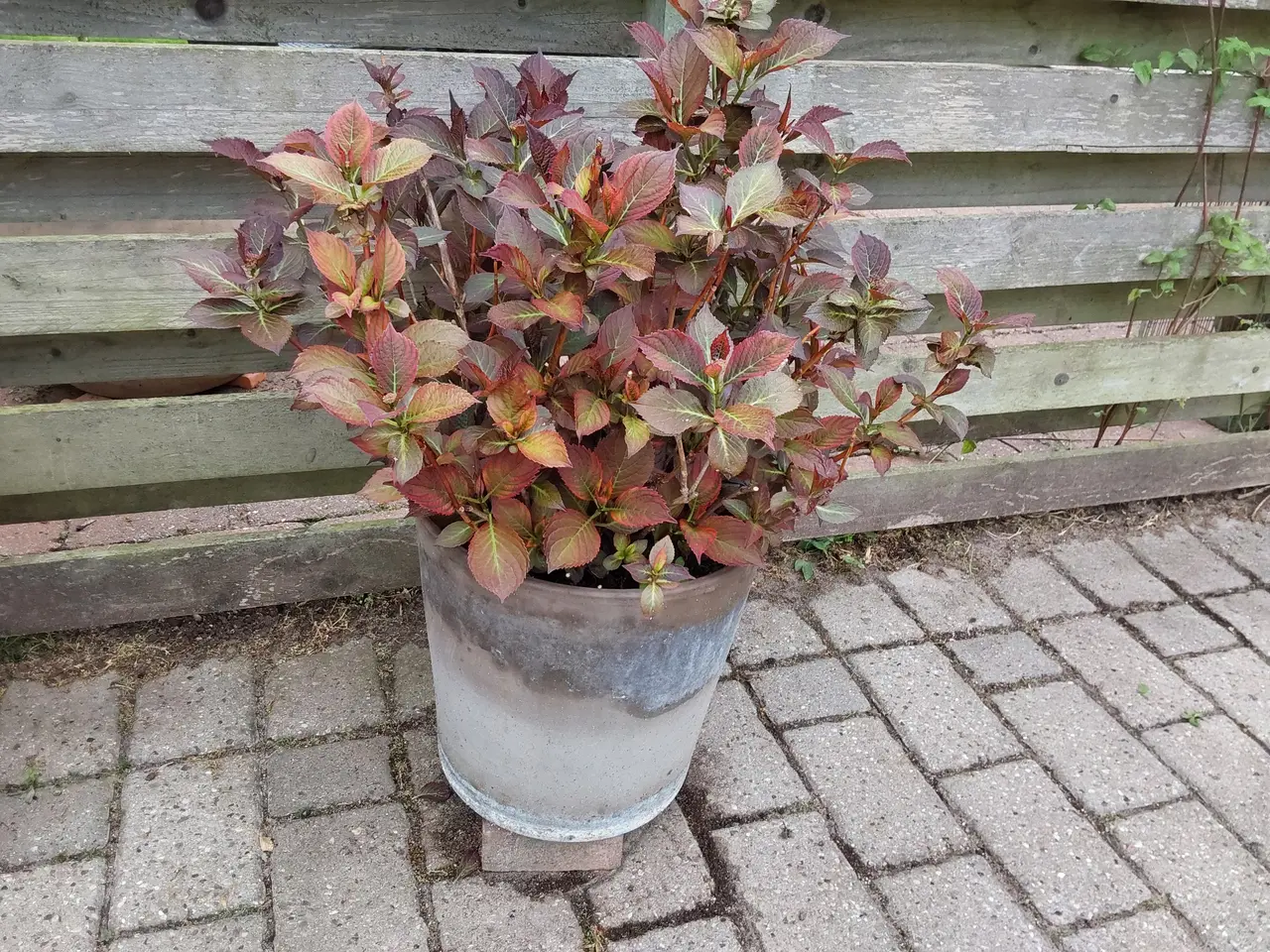 Billede 2 - Forskellige haveplanter i krukker