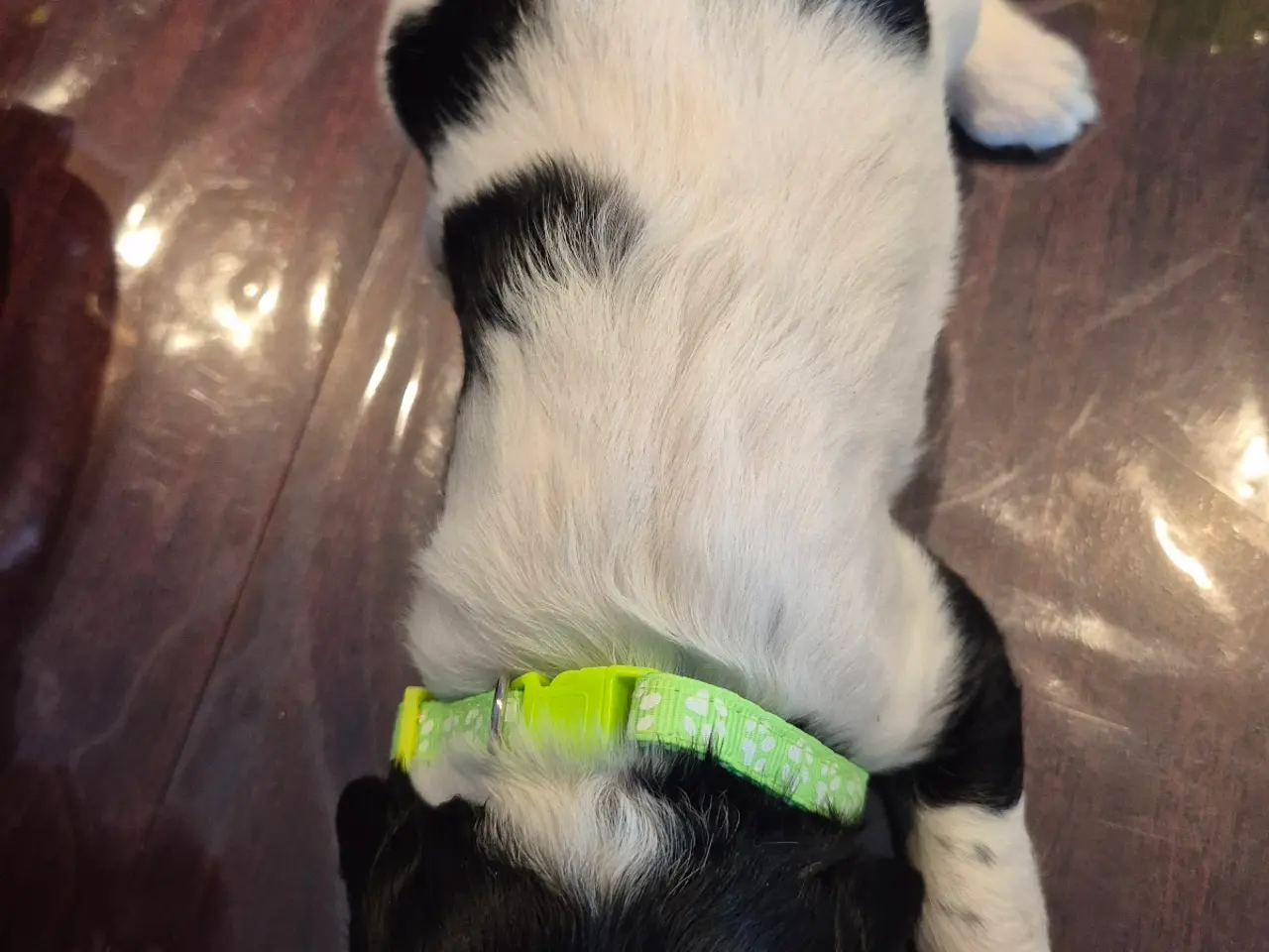 Billede 10 - F.T Engelsk Springer Spaniel hvalpe