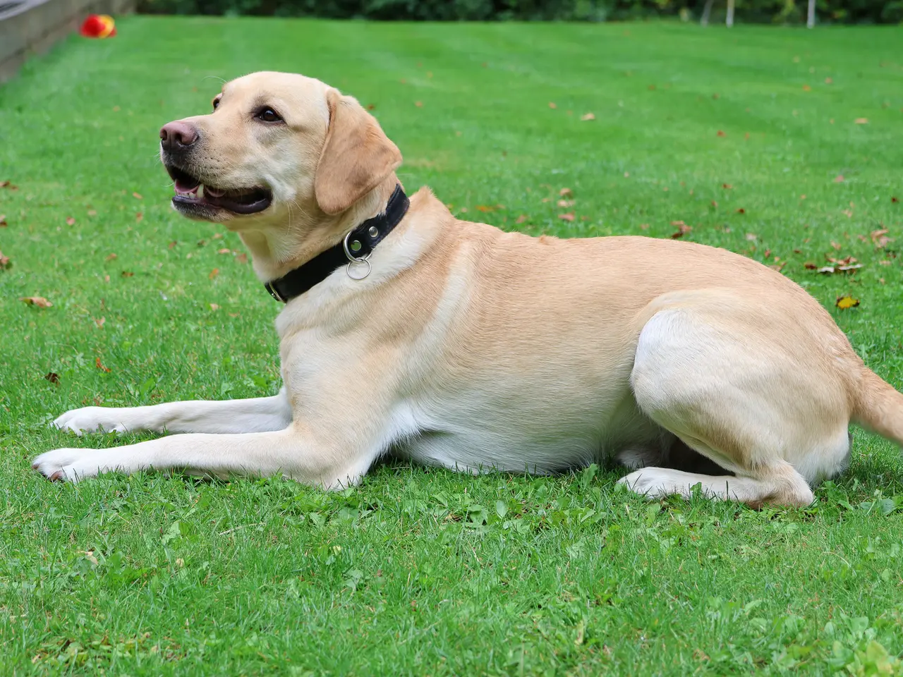Billede 13 - LABRADOR HVALPE SØGER GODE HJEM