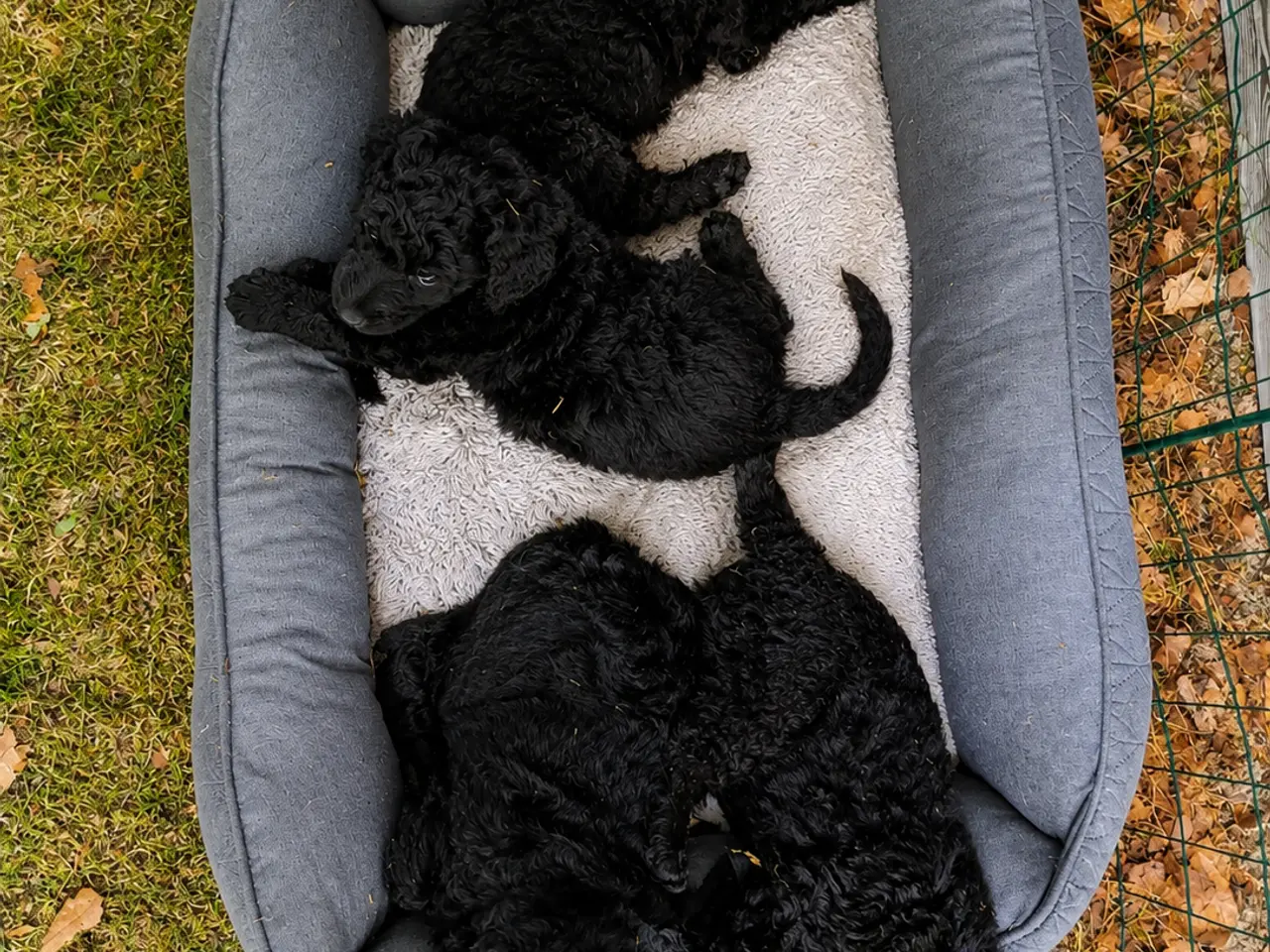 Billede 3 - F1B Labradoodle-hvalpe – klar til nye familier 1/8