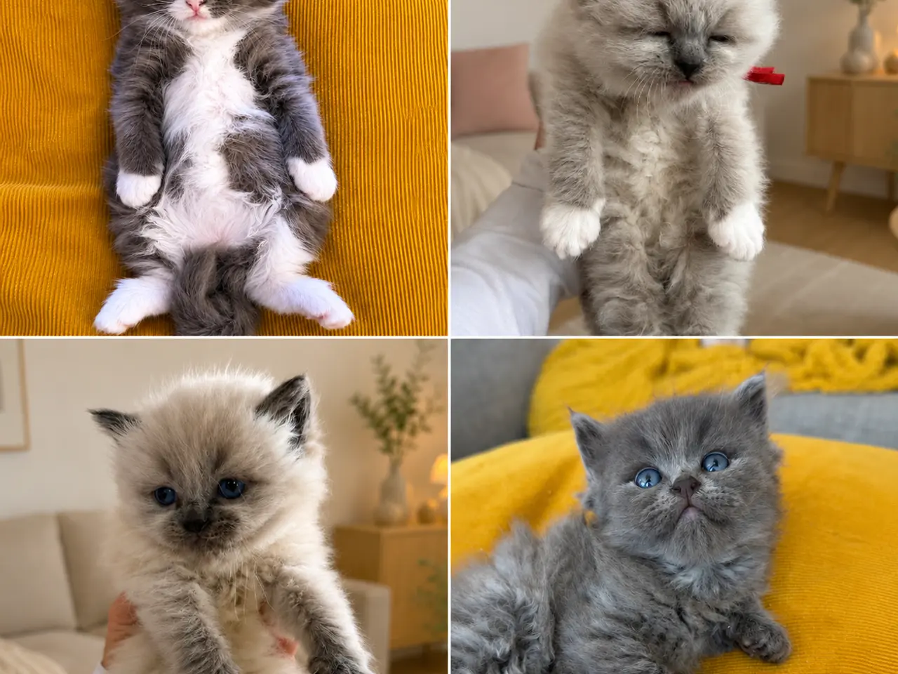 Billede 1 - Dejligste Ragdoll killinger 😻
