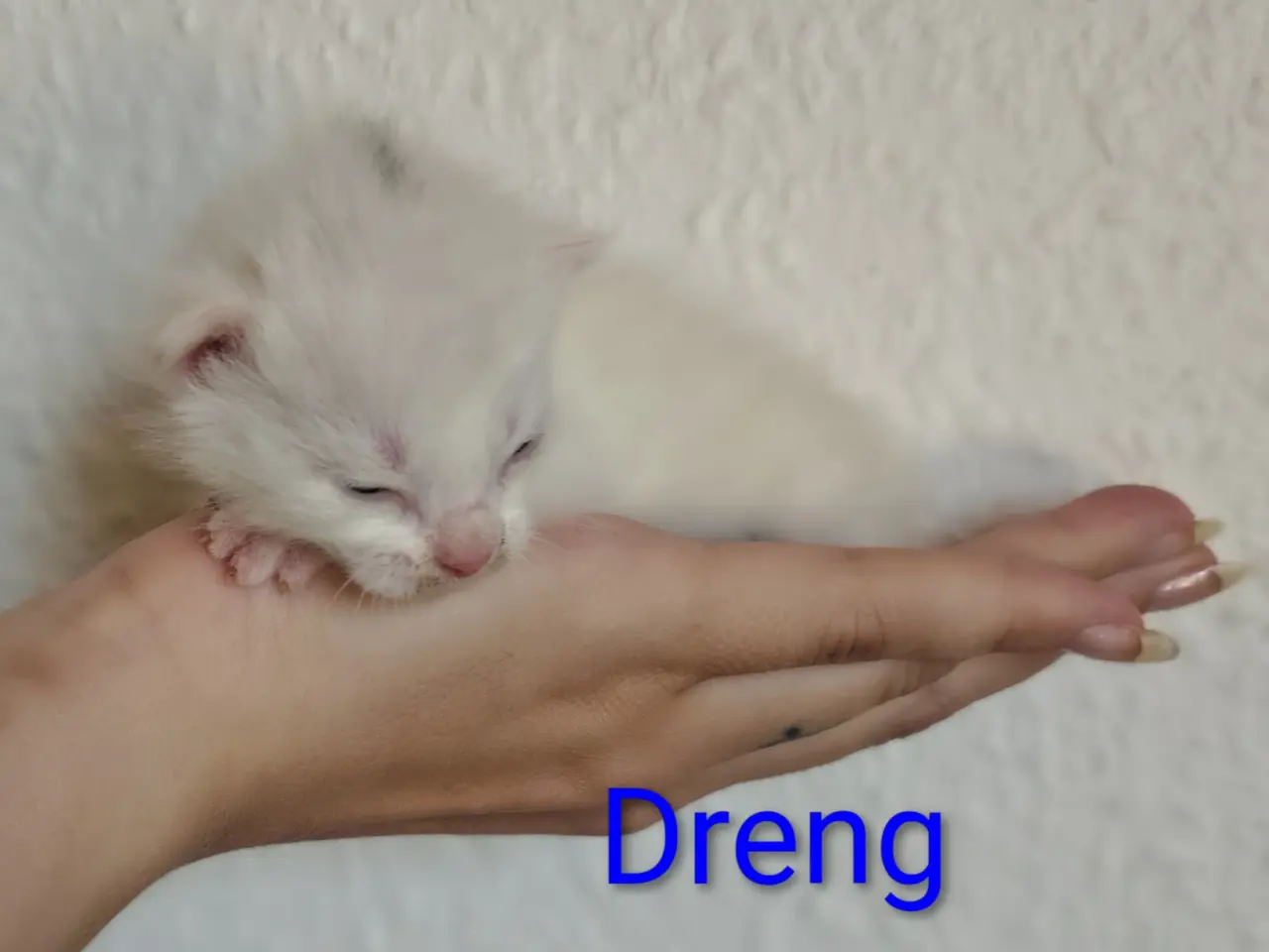 Billede 6 - Blandings killinger, kan reserveres nu😺