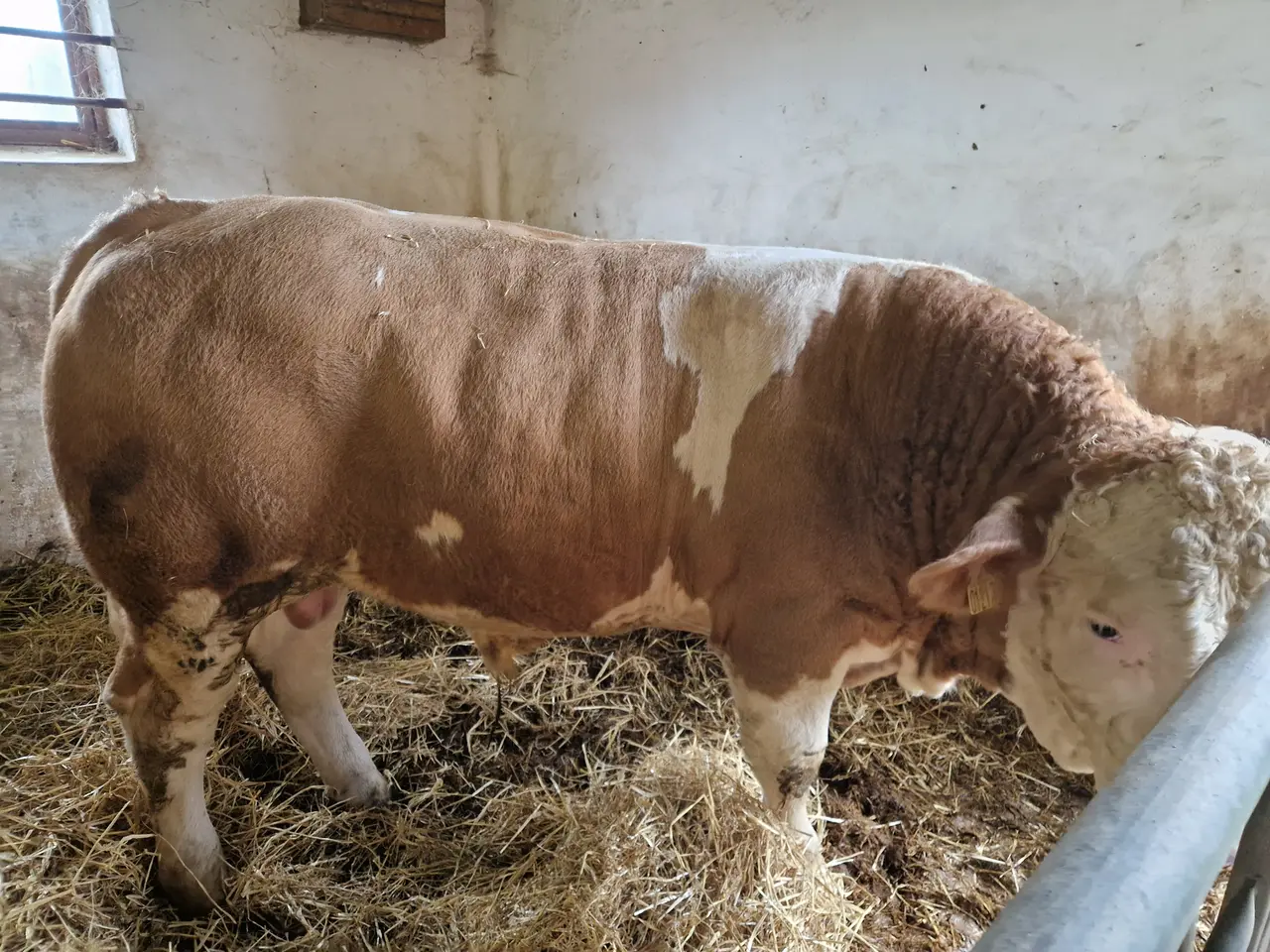 Billede 4 - Simmental tyr
