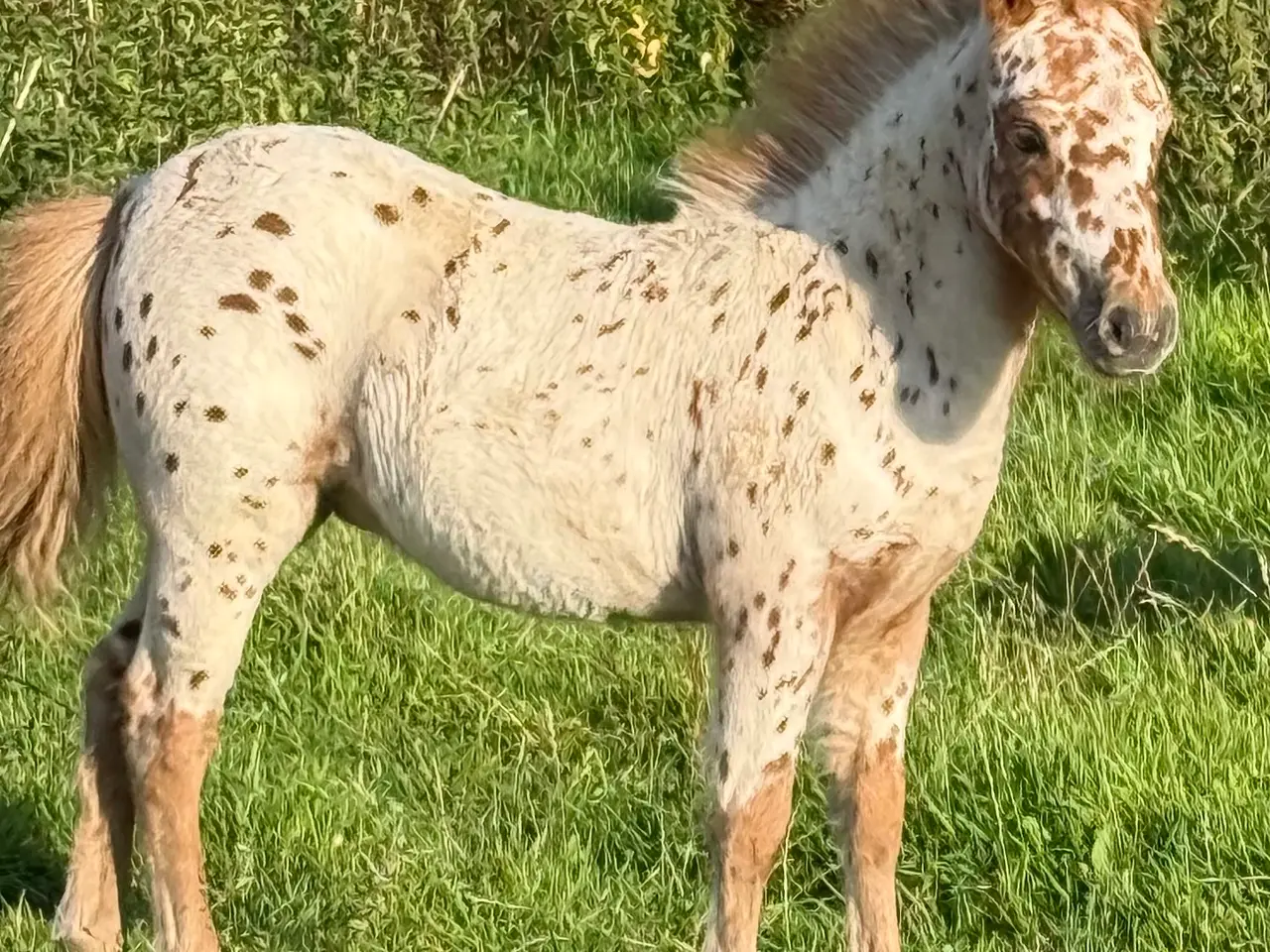 Billede 2 - 1 års Knabstrupper hingst