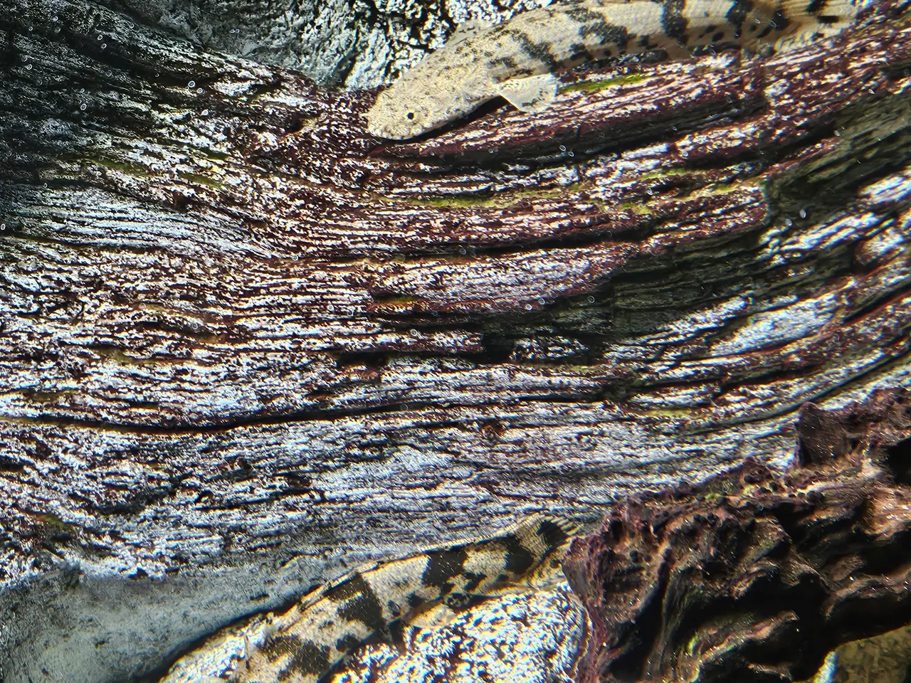 Billede 3 - Polypterus endlicherii