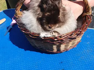 Satinangora unger