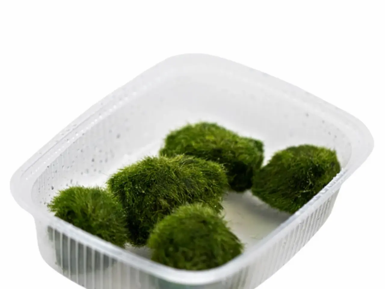 Billede 7 - Flotte 1.2 grow akvarie planter