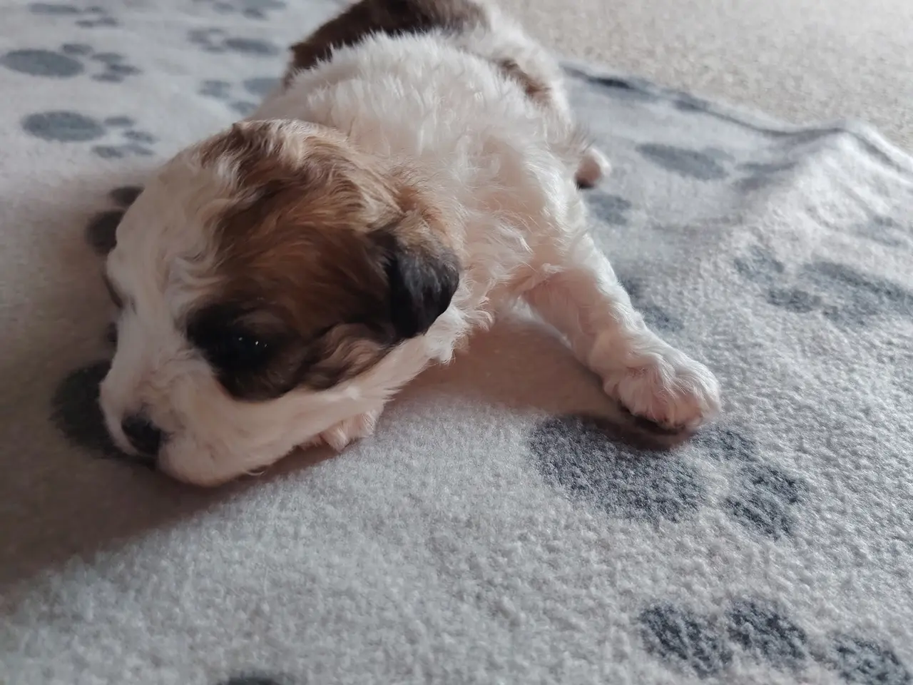 Billede 2 - bichon havanesse hvalpe