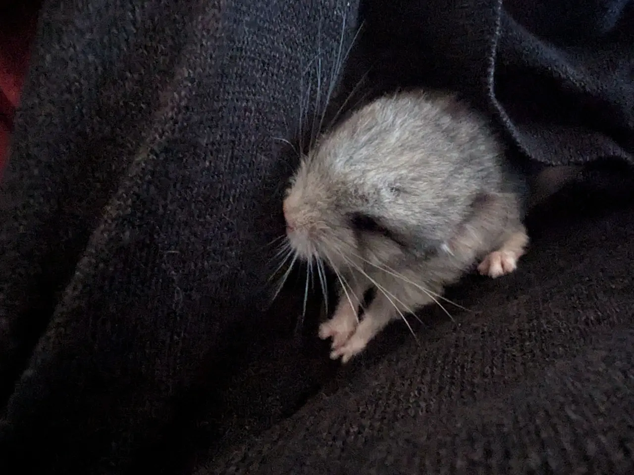 Billede 1 - Chinchilla
