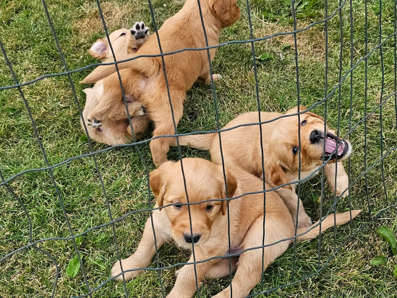 Billede 11 - Mørke Golden Retriever hvalpe