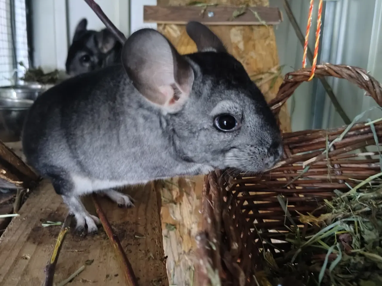 Billede 1 - Modtager chinchillaer 