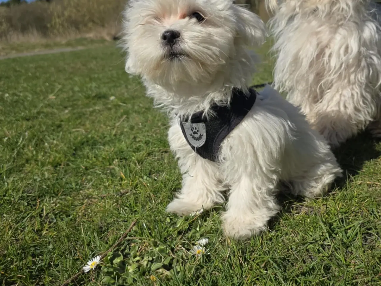 Billede 7 - Bichon-hvalpe søger nye hjem .