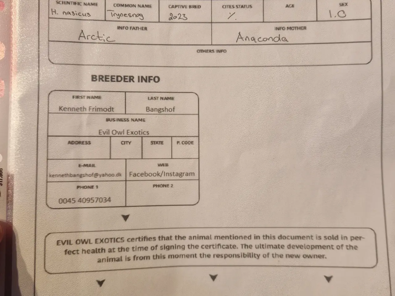 Billede 5 - 1.0 Trynesnog Anaconda (conda) (med eller uden ter