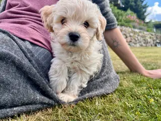 ✨ Cavapoo-hvalpe søger et kærligt hjem ✨