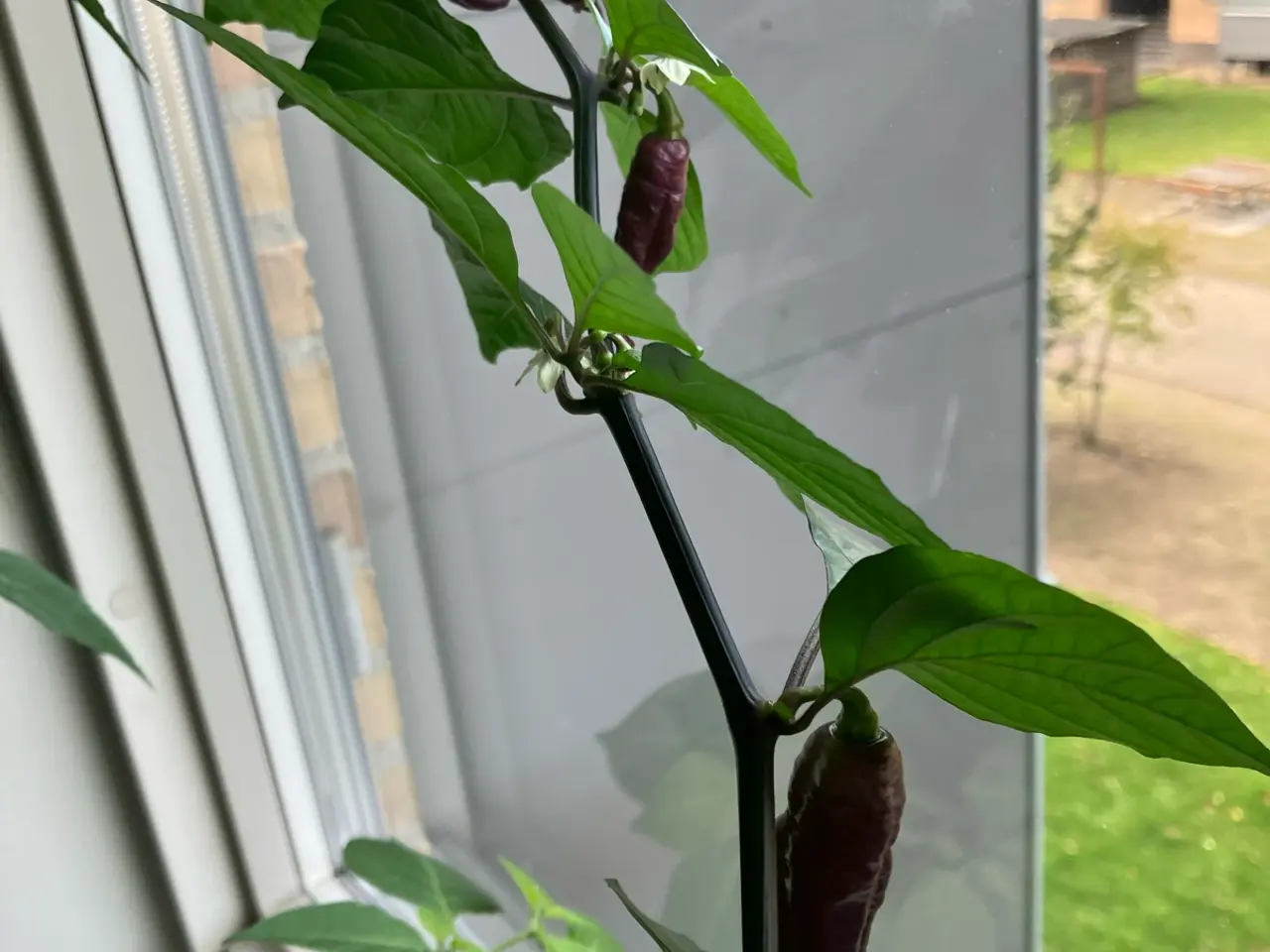 Billede 2 - Chili frø