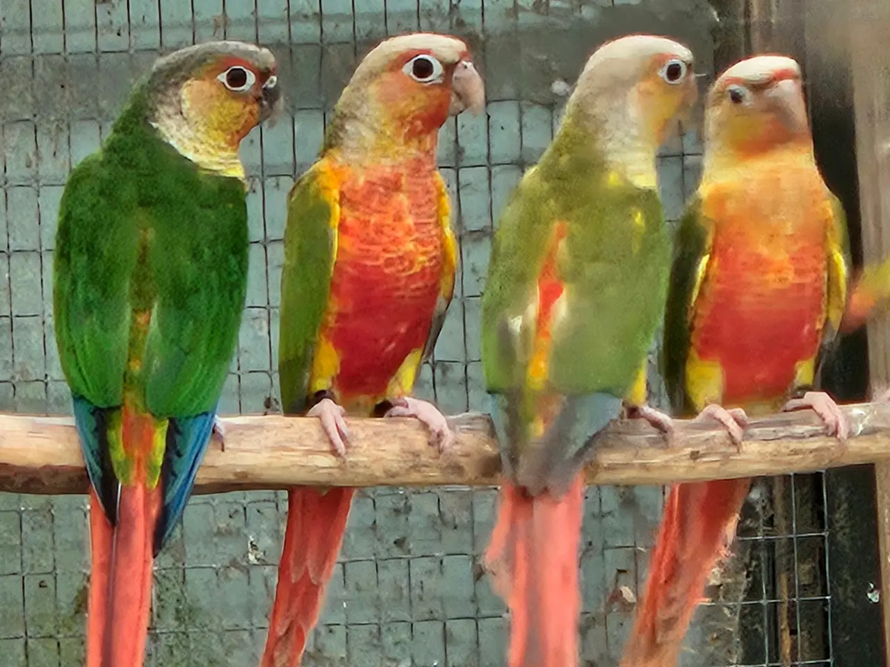 Billede 2 - Grønkindet conureunger i forskellige mutationer.