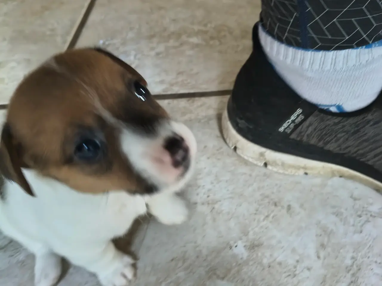 Billede 12 - Lækker Jack Russell Terrier hvalpe 