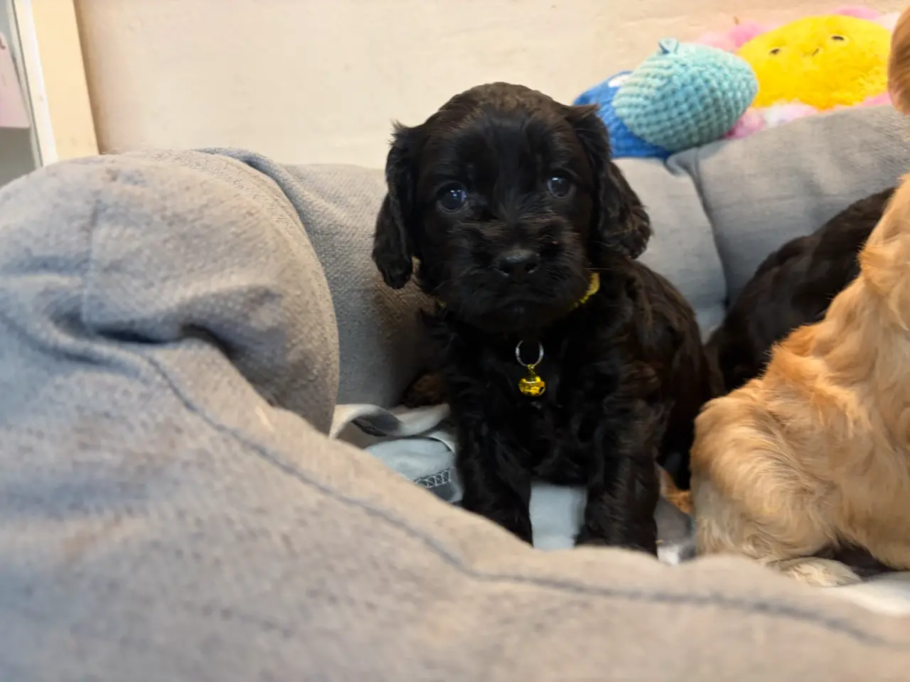 Billede 9 - De smukkeste F1 Cavapoo babyer