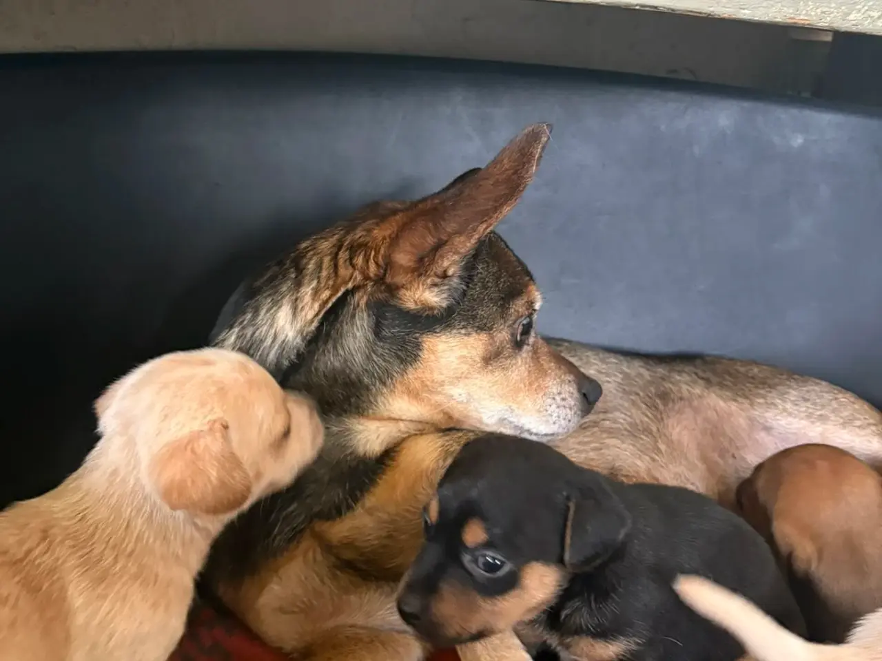 Billede 5 - Dværg pincher/dansk svensk gårdhund blanding.