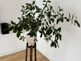 Stueplante