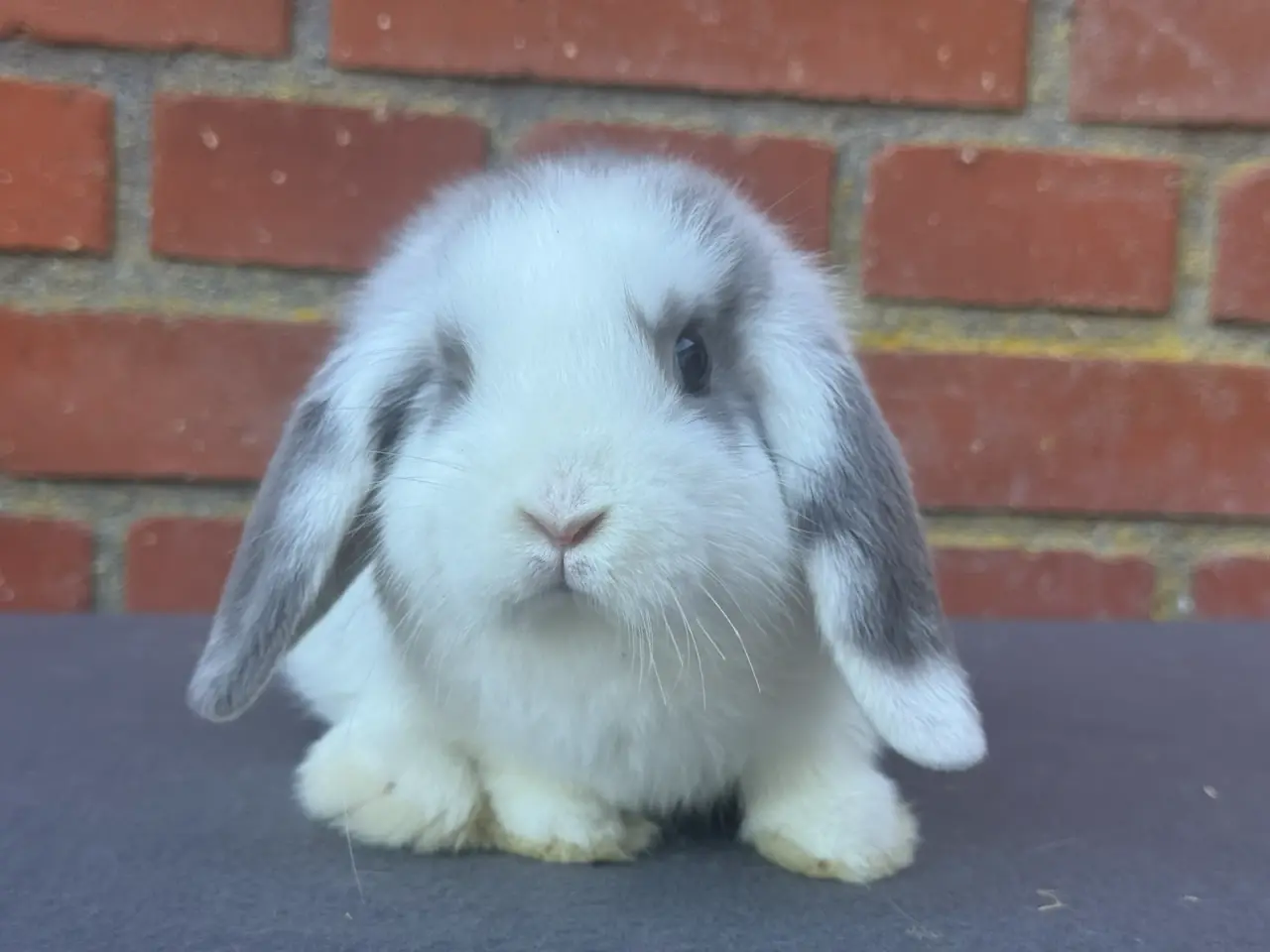 Billede 1 - Mini lop han kanin