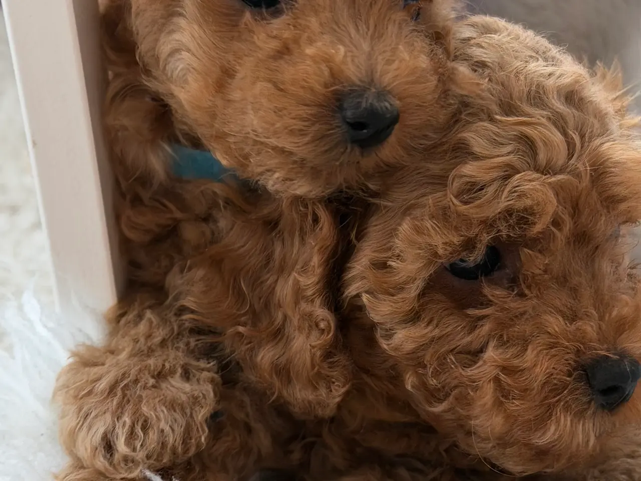 Billede 6 -  Søde Mini Maltipoo hvalpe til salg