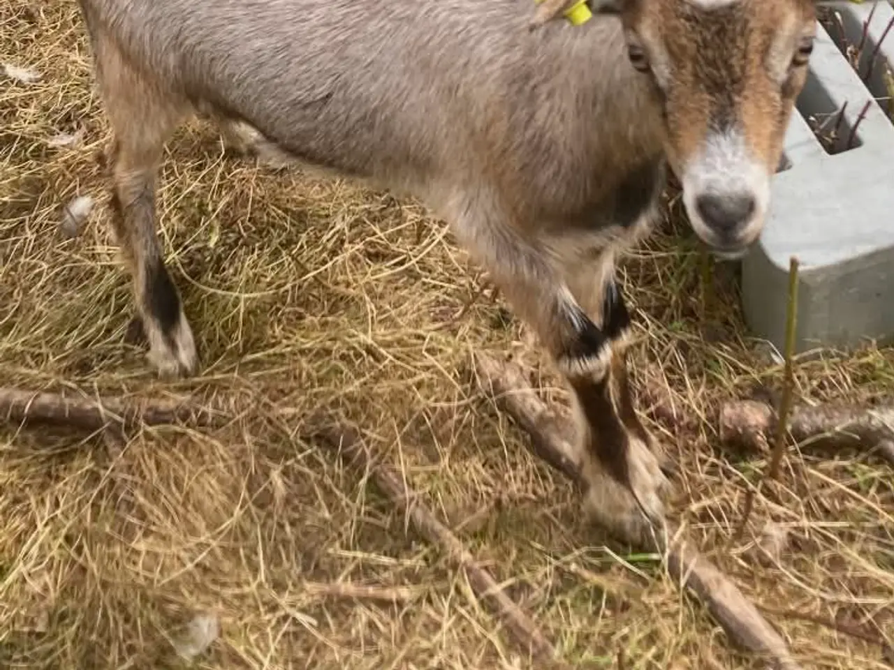 Billede 1 - Kid Gimmer 