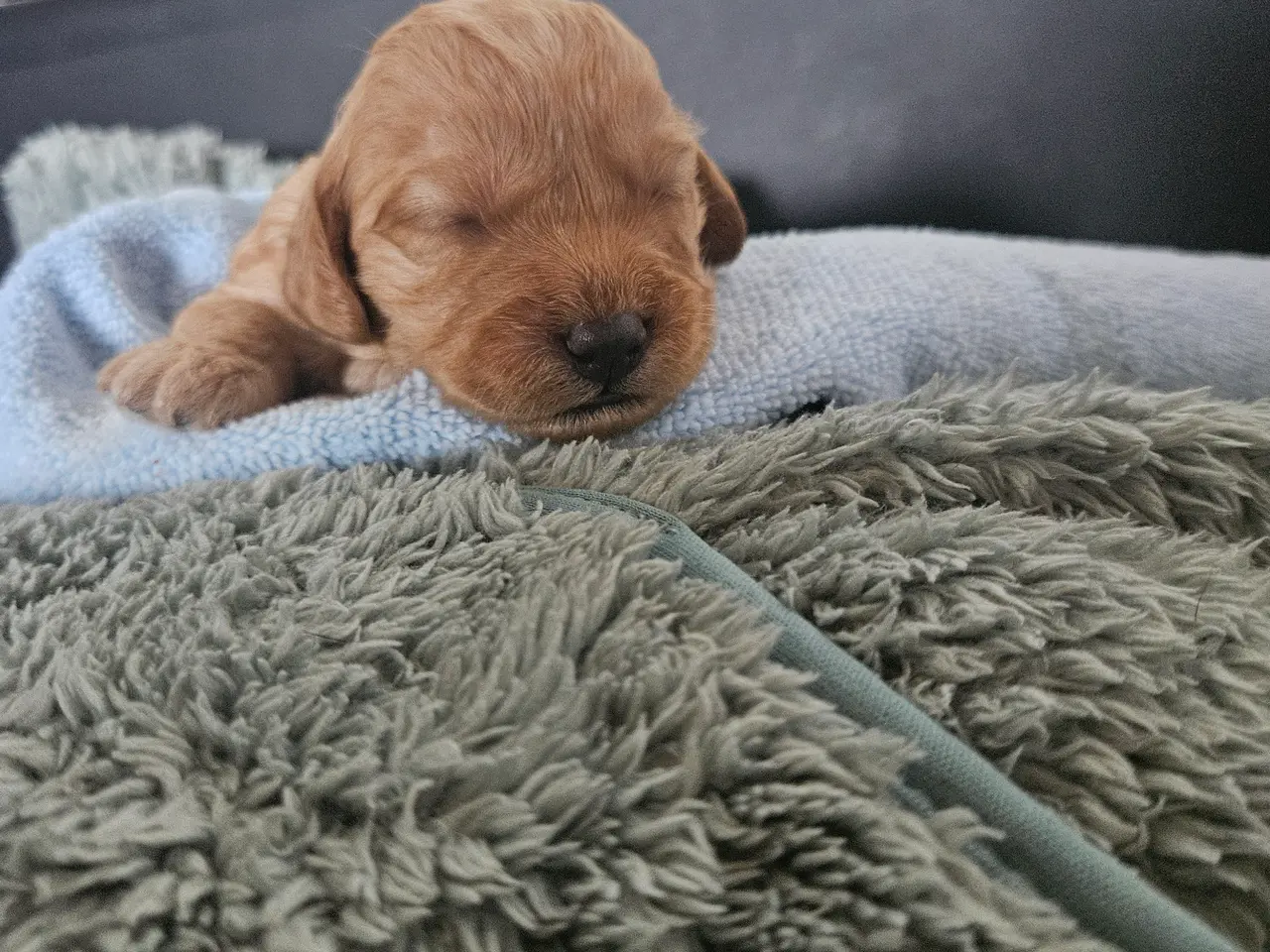 Billede 3 - Cockapoo