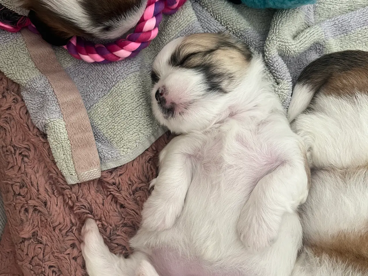 Billede 3 - Lhasa Apso/ Coton de tulear hvalpe