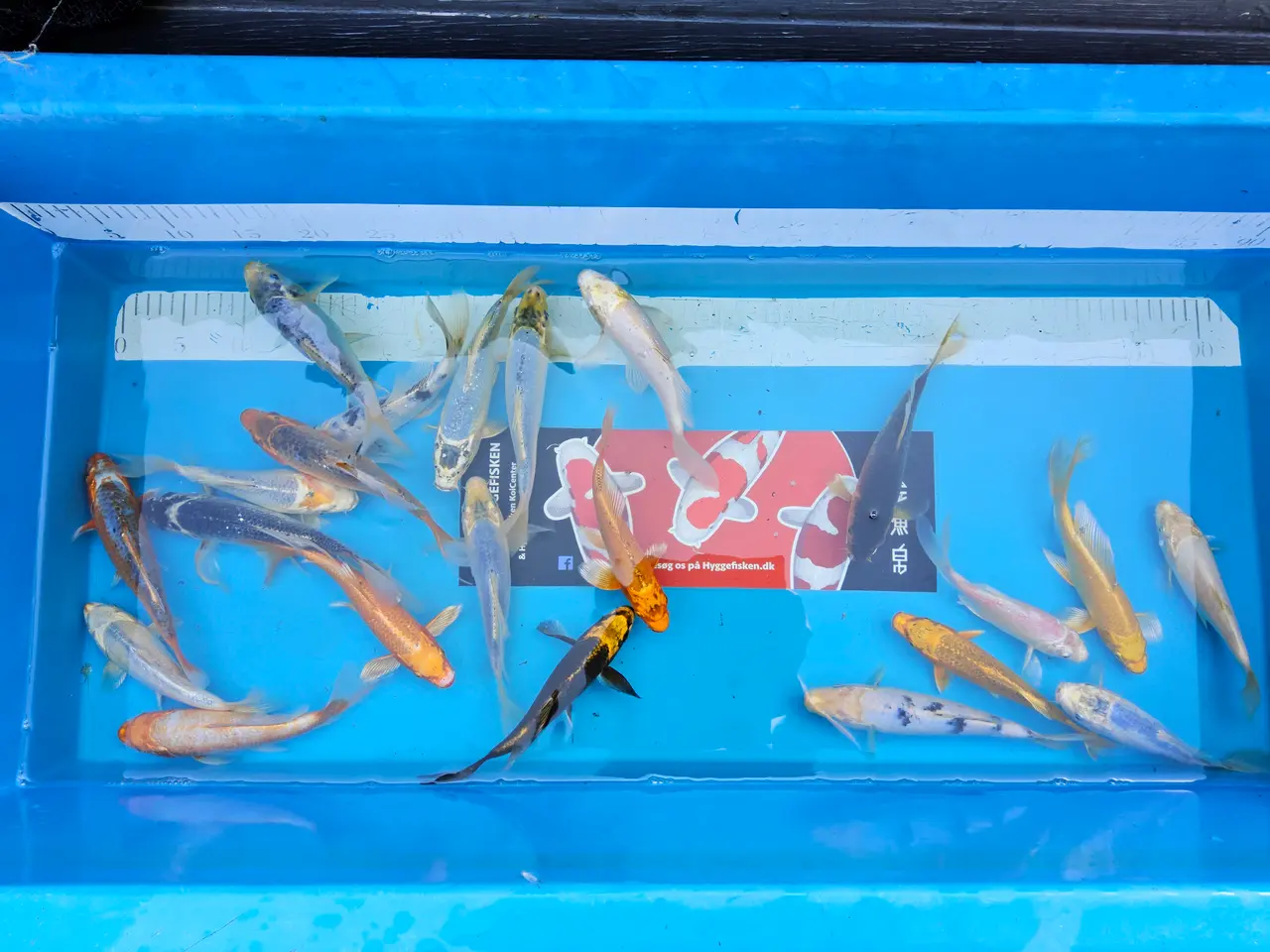 Billede 2 - Koi 18-21 cm