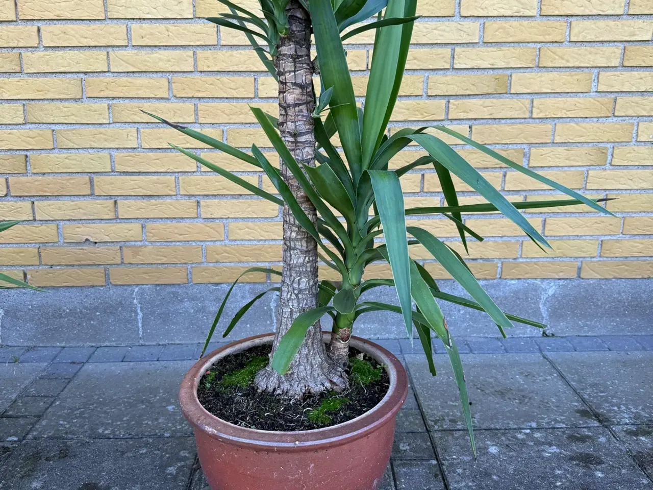 Billede 8 - Yucca palmer