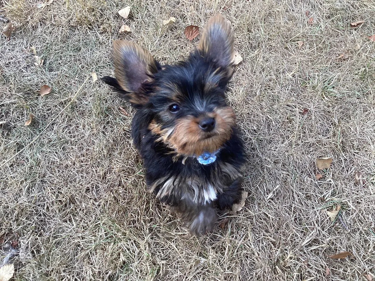 Billede 14 - Yorkshire terrier hvalpe