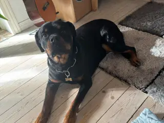 Rottweiler tæve (Tulle) 