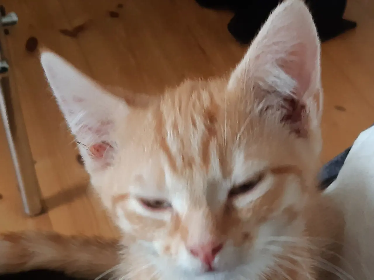Billede 8 - Vidunderlige store orange killinger