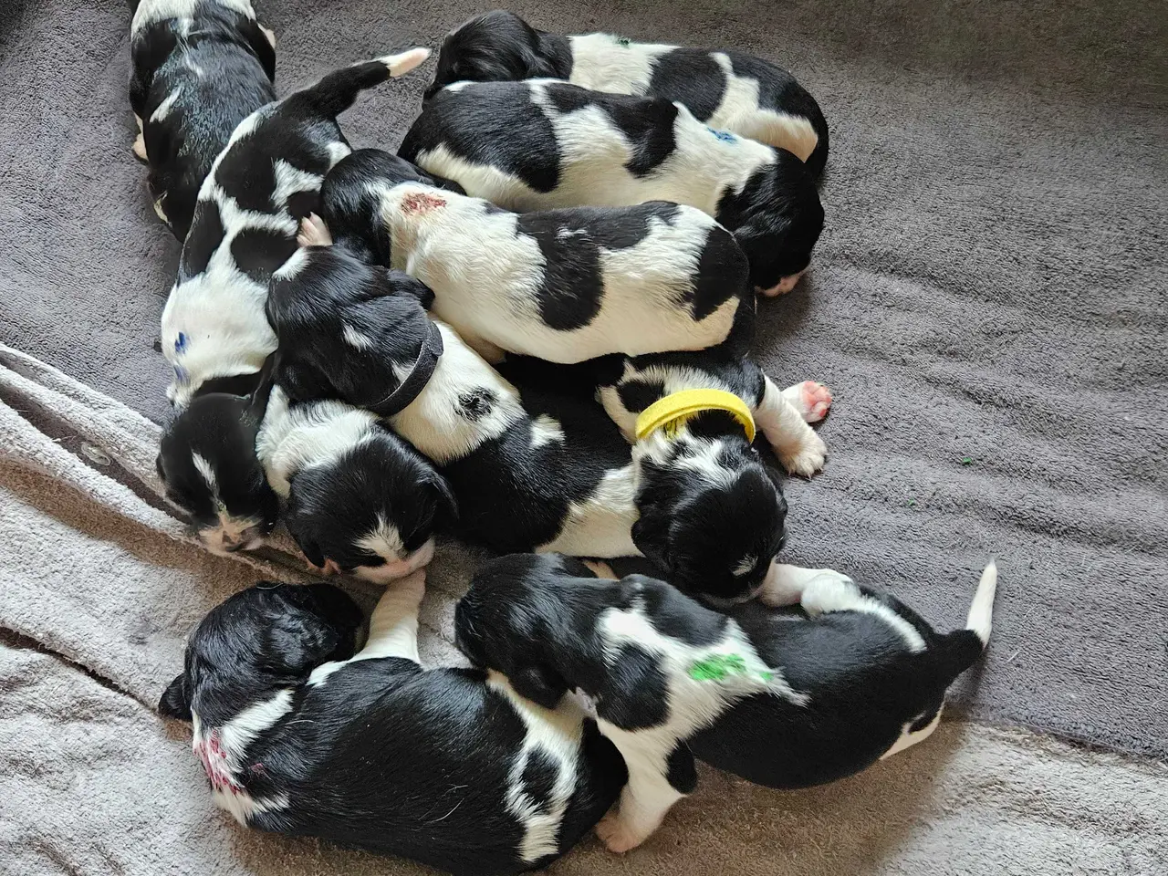 Billede 4 - Engelsk springer spaniel ikke ft