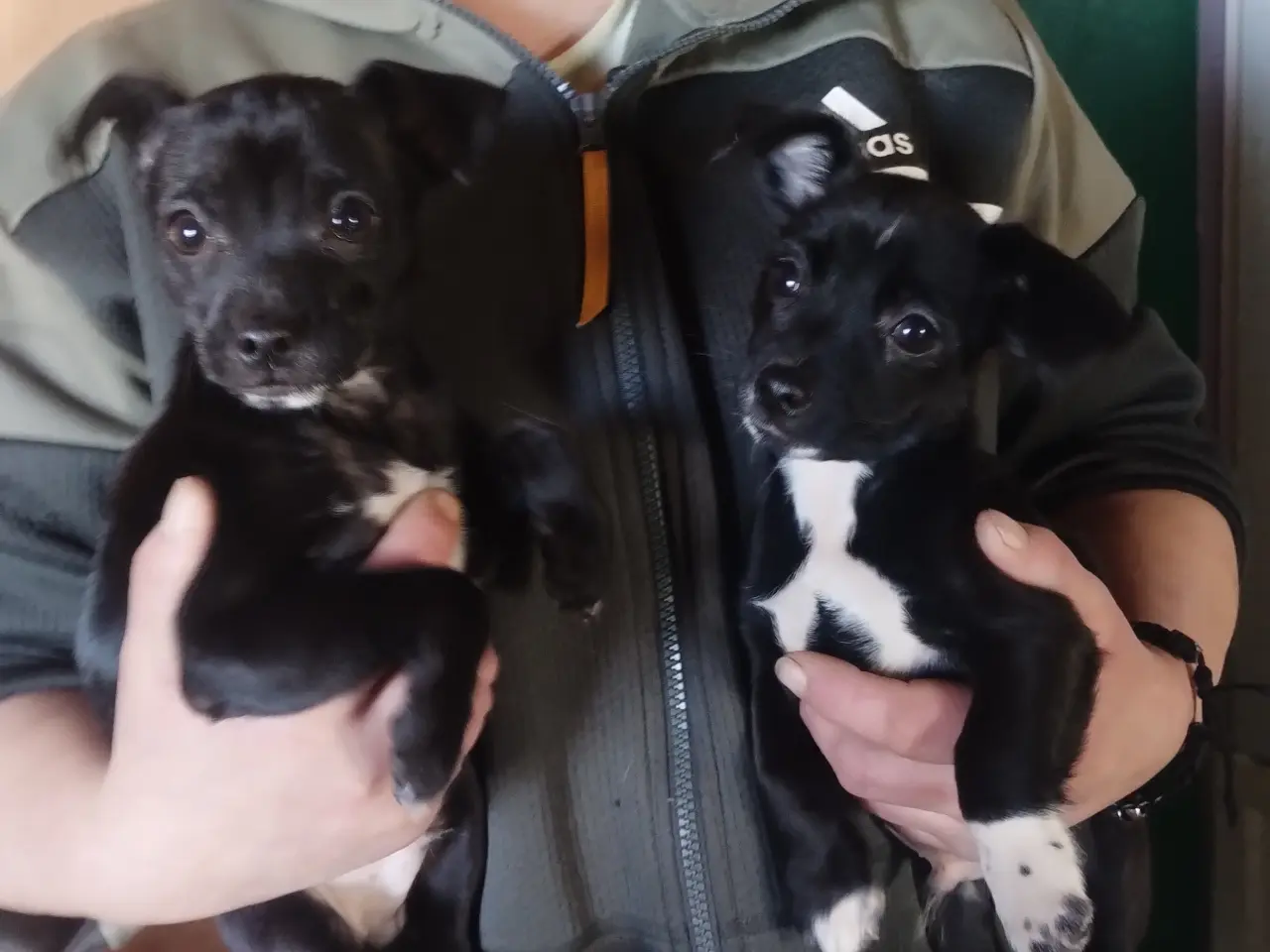 Billede 1 - blandings hund ds gårdhund chichacha