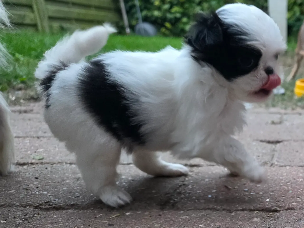 Billede 5 - Hvalpe japanese Chin 