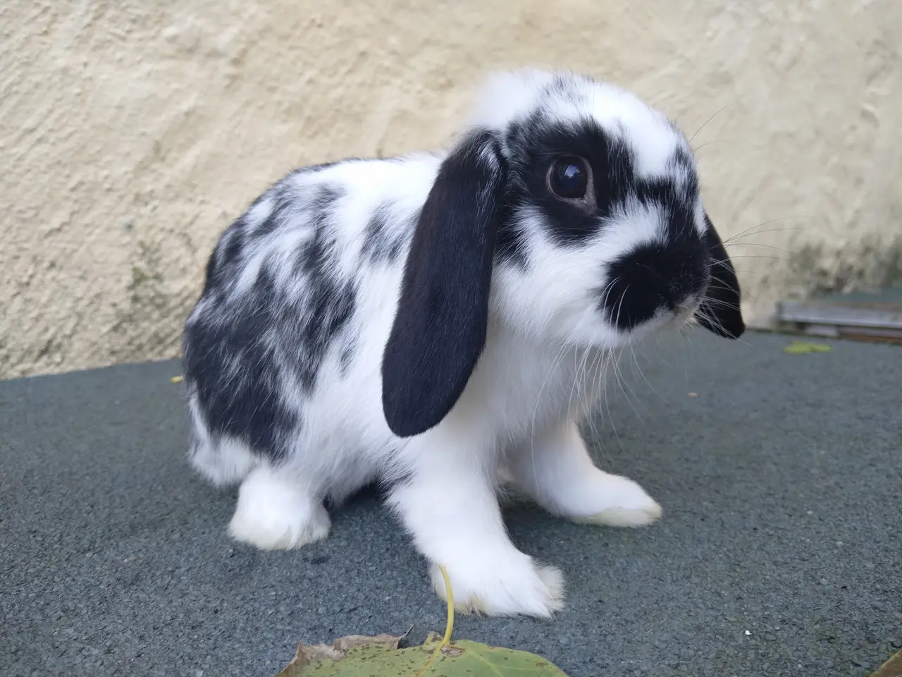 Billede 1 - 2 Mini Lop unger at vælge imellem