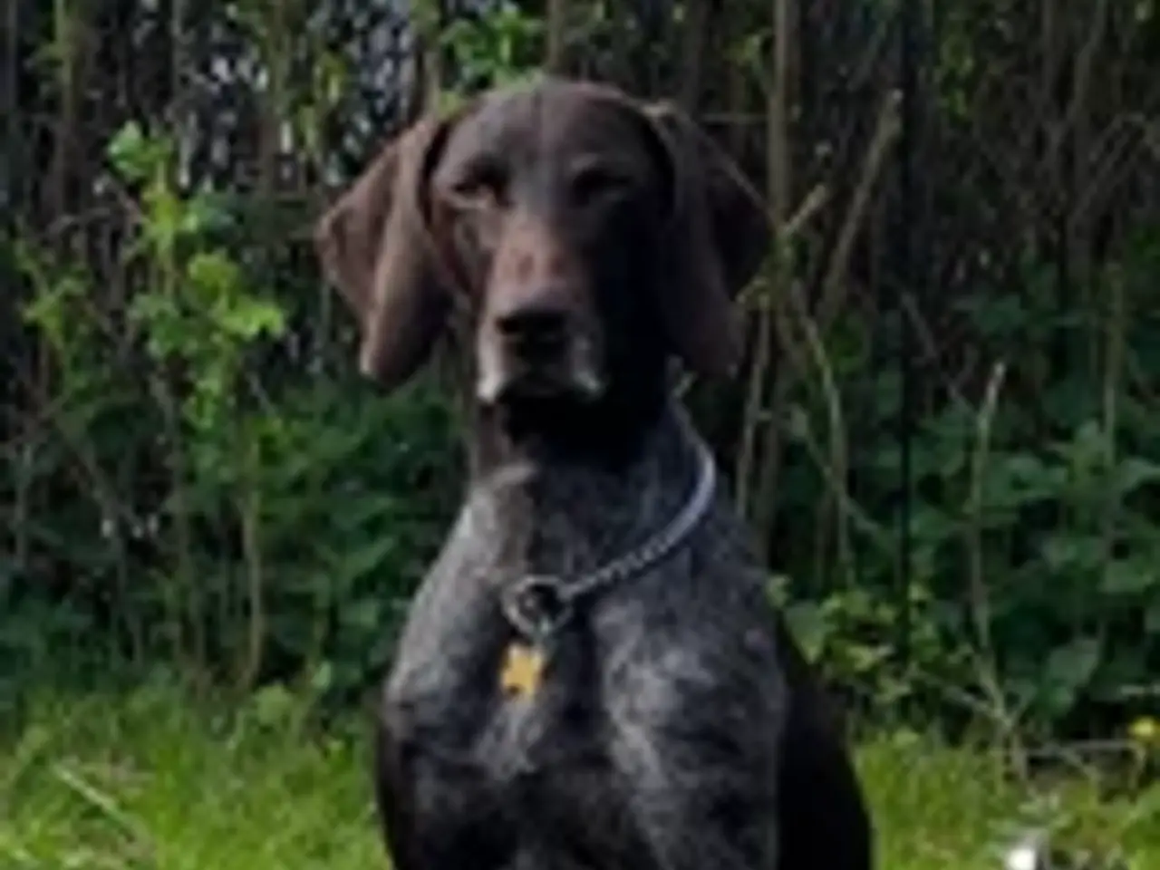 Billede 5 - Korthåret tysk hønsehund. Stærke forældre gener.